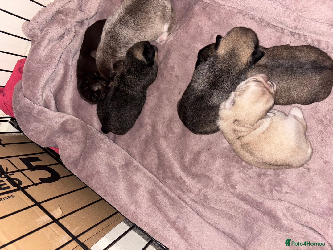 Pug dogs for sale: Beautiful kc registered Pug puppies - Image 2