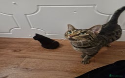 Mixed Breed birds for sale: Tuxedo & Tabby Domestic Short-hair Kittens - Image 8