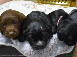 Cocker Spaniel dogs beautiful working cocker spaniel puppies - Advert 3