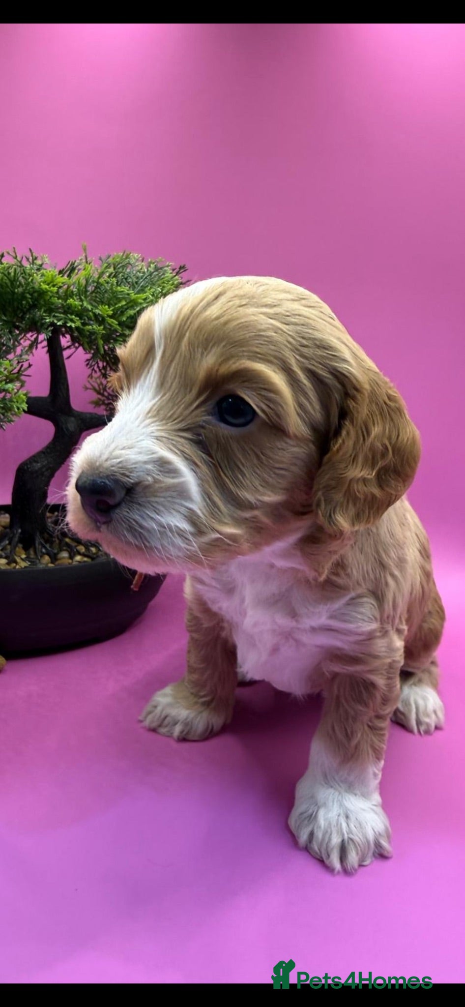 Cockapoo dogs F1 beautiful litter both parents DNA tested clear - Advert 1