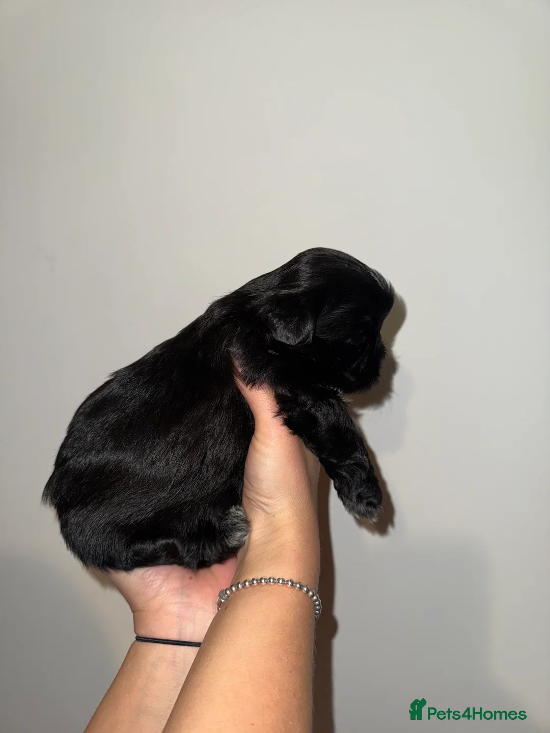 Shih Tzu dogs for sale: Shih Tzu - Advert 11