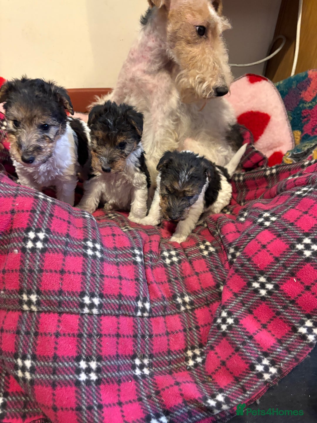 Fox Terrier dogs for sale: ⭐️ Licensed Breeder ⭐️ Wire Fox Terriers  - Advert 3