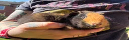 Guinea Pig rodents for sale: 4 Female Guinea Pigs in Chipping Campden - Advert 4