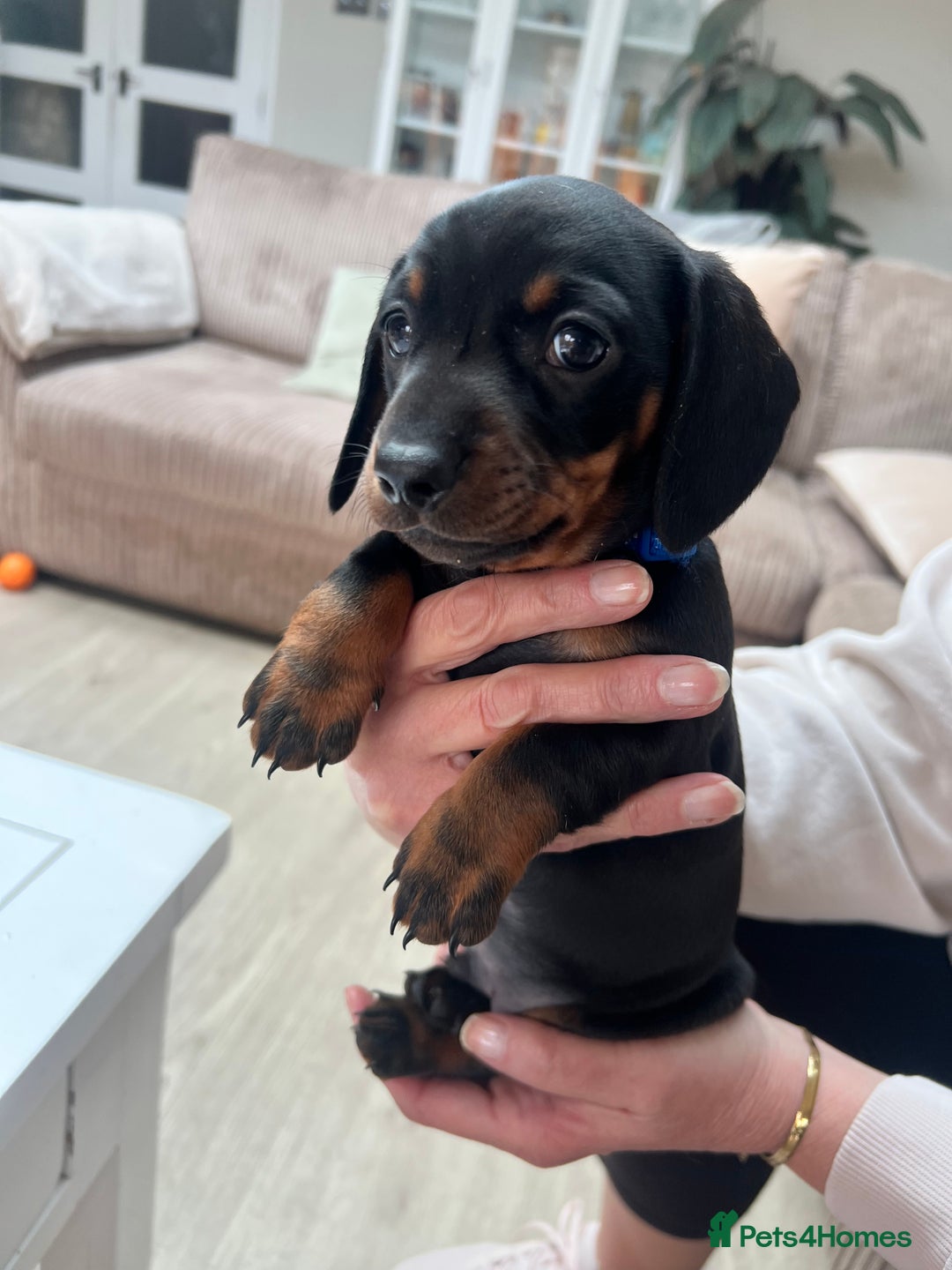 Dachshund dogs for sale: Standard Dachshund puppies for sale - Image 13