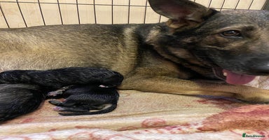 German Shepherd dogs Outstanding German shepherd pups  - Advert 3