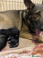 German Shepherd dogs Outstanding German shepherd pups - Advert 3