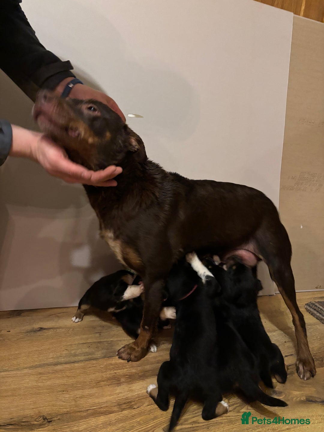 Border Collie dogs for sale: Puppies for sale  - Advert 10