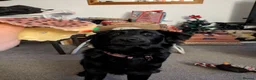 Mixed Breed dogs for sale: Cassie - Advert 4