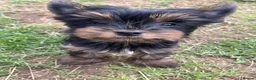 Yorkshire Terrier dogs for sale: Gorgeous Yorkshire Terrier Biewer Puppies - Advert 11