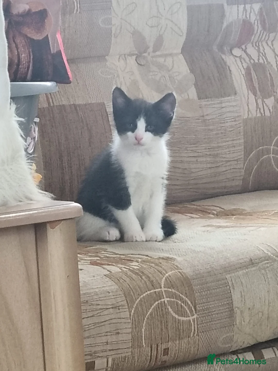 Turkish Van cats for sale: 1 Male and 1 Female kittens - Advert 3