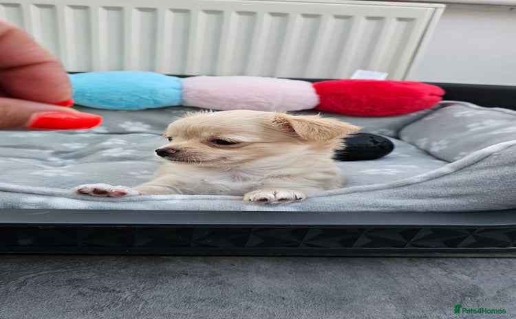 Chihuahua dogs - Advert 2