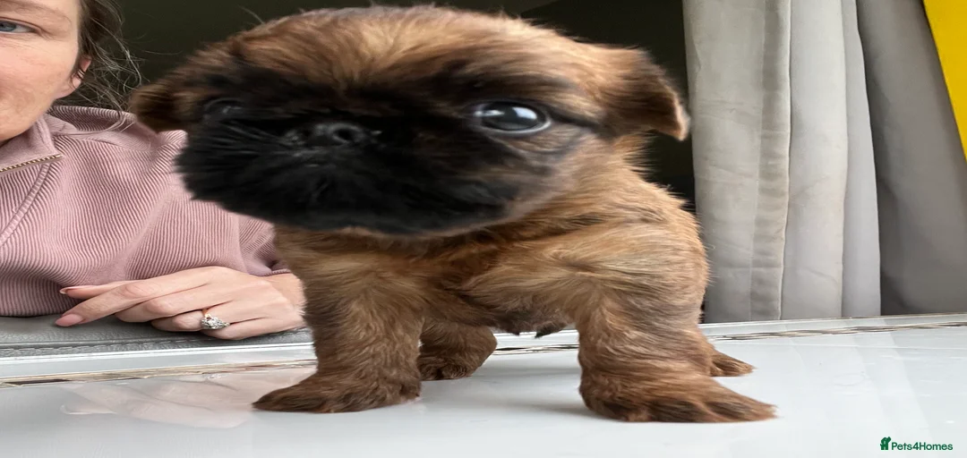 Gallery Image {{count}}