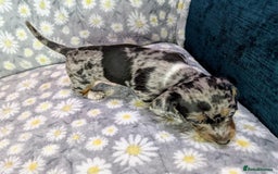 Miniature Dachshund dogs for sale: Mini Dachshund Puppies, Gorgeous Colours & Coats - Image 15
