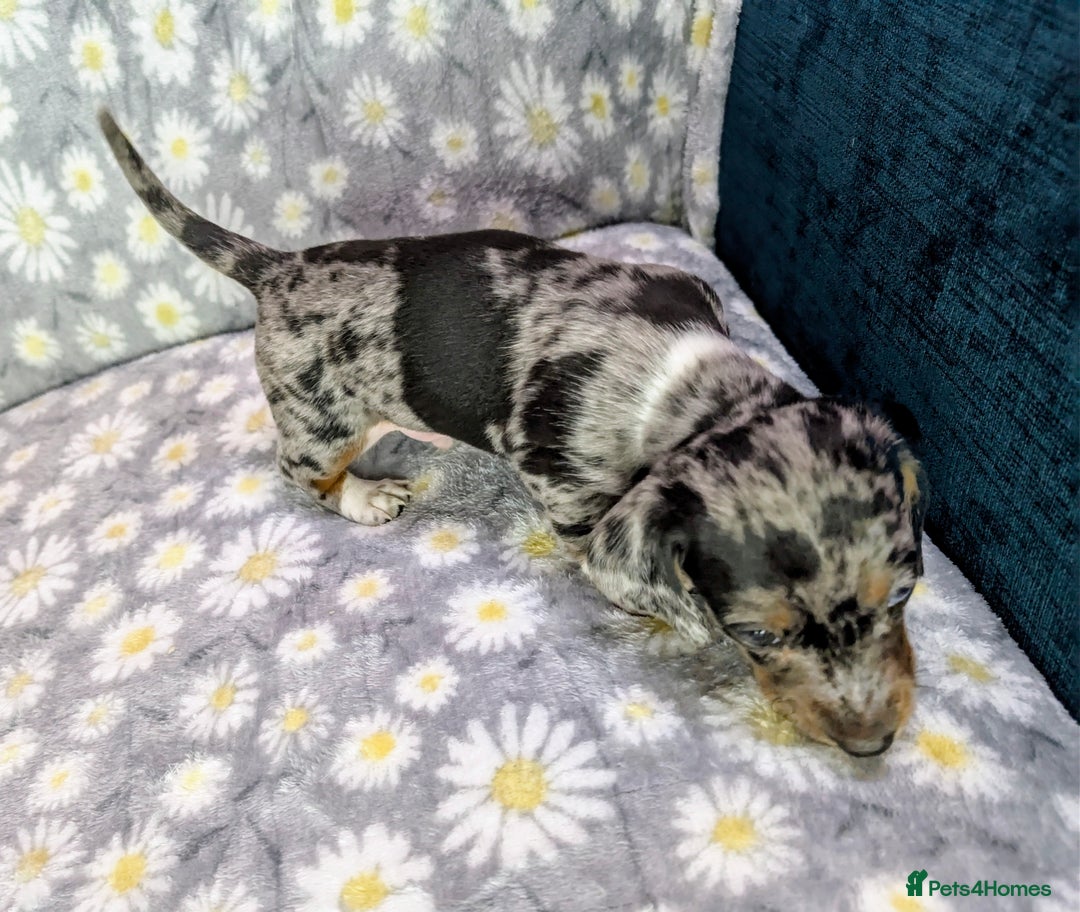 Miniature Dachshund dogs for sale: Mini Dachshund Puppies, Gorgeous Colours & Coats - Image 15