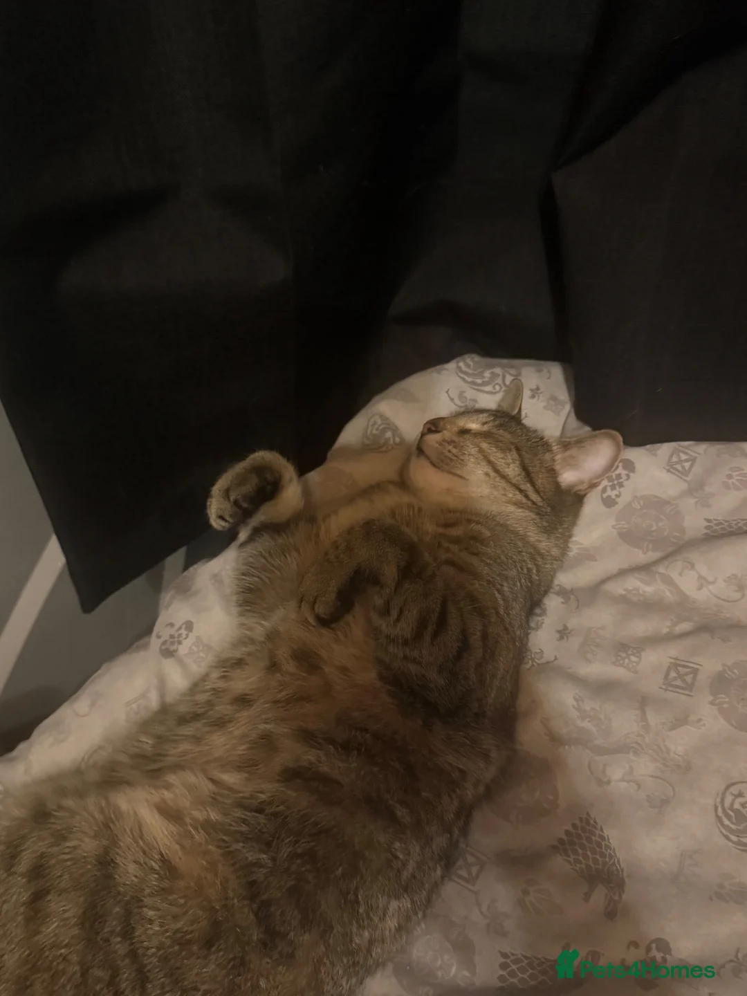 Mixed Breed cats for sale: Cat for sale - Advert 2