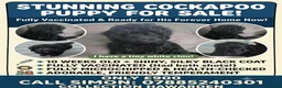 Cockapoo dogs for sale: A handsome silky black cockapoo puppy - Advert 11