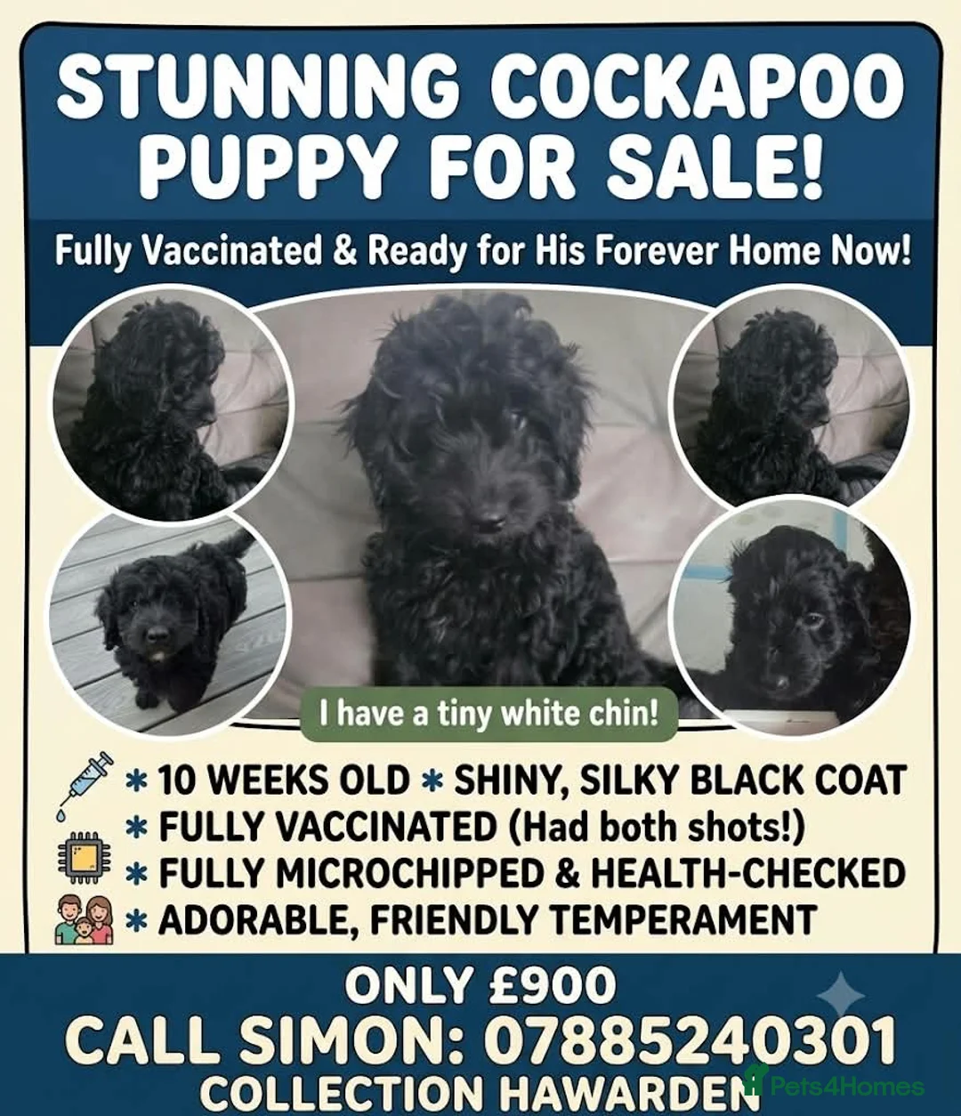 Cockapoo dogs for sale: A handsome silky black cockapoo puppy - Advert 11