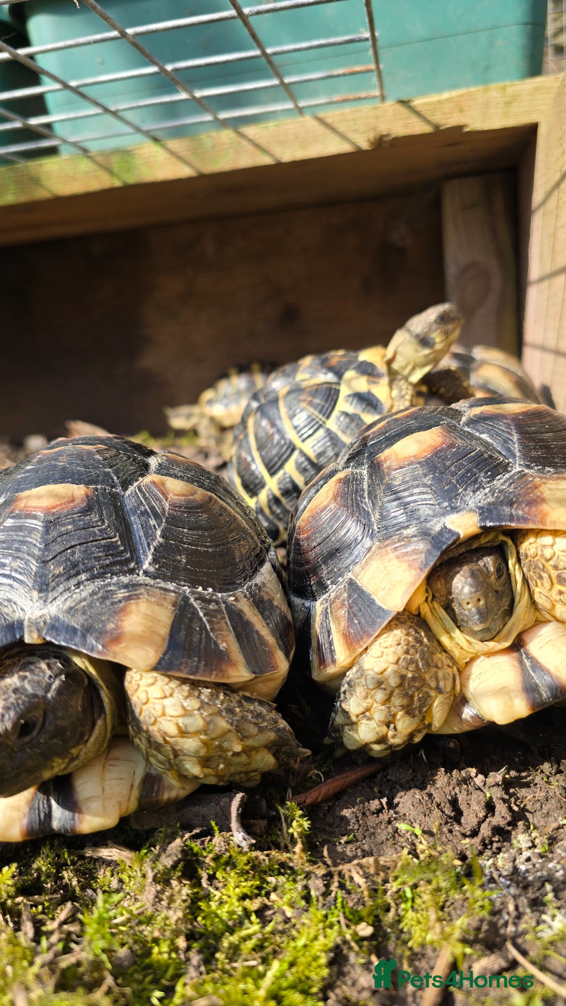 Tortoise reptiles Marginated Tortoises  - Advert 3