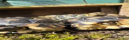 Tortoise reptiles for sale: Marginated Tortoises  - Advert 1