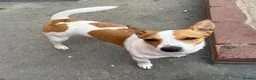 Jack Chi dogs for sale: Jack Russel terrier dog - Advert 1