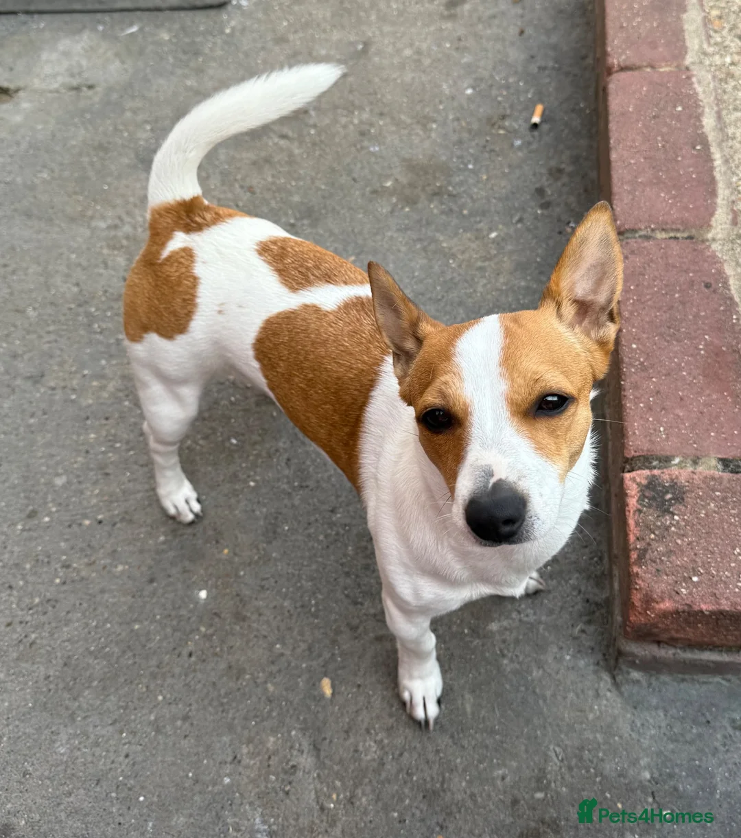 Jack Chi dogs for sale: Jack Russel terrier dog - Advert 1