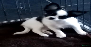Chihuahua dogs - Advert 4