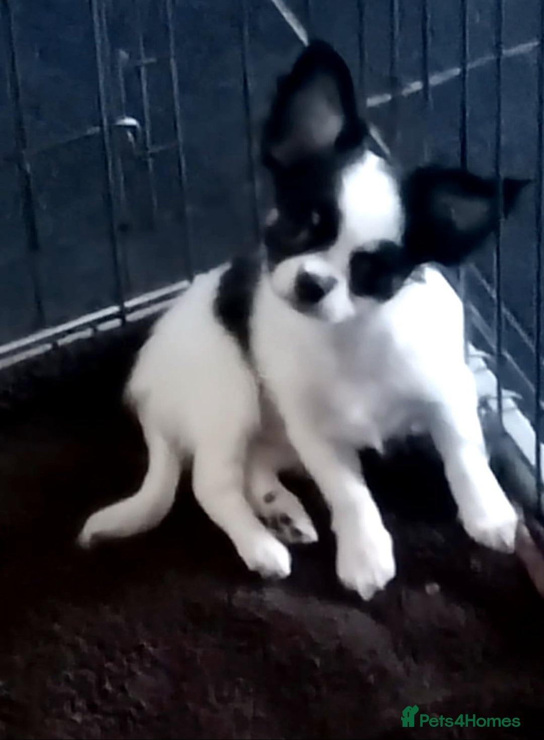 Chihuahua dogs for sale: Beautiful longhaired chihuahua boys ready now  - Image 2
