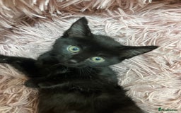 Mixed Breed cats for sale: Lovely little kittens for sale - Image 9