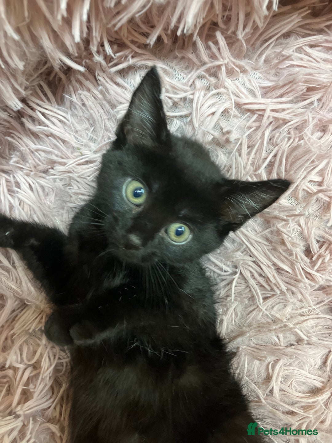 Mixed Breed cats for sale: Lovely little kittens for sale - Image 9