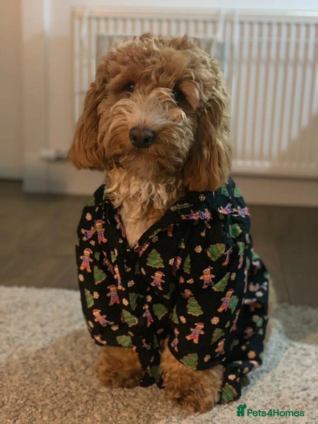 Cockapoo dogs for stud: Proven Red F1 Cockapoo Stud in Belfast - Advert 4
