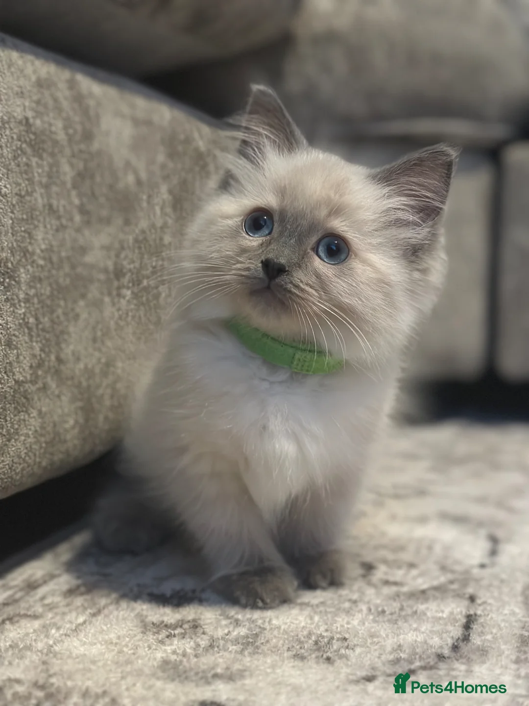 Ragdoll cats for sale: Ragdoll kittens ready now  in Doncaster - Advert 1