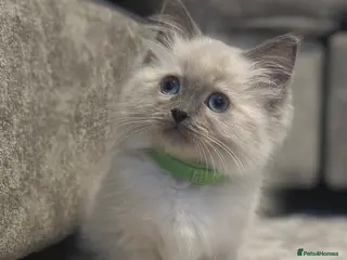 Ragdoll cats Ragdoll kittens ready now - Advert 2