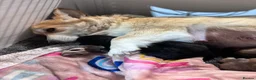 Mixed Breed dogs for sale: Corgipoos - Advert 5