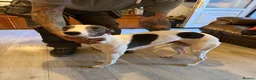 Whippet dogs for sale: 4 girls 1 boy whippet puppies  in Saltburn-by-the-Sea - Advert 1