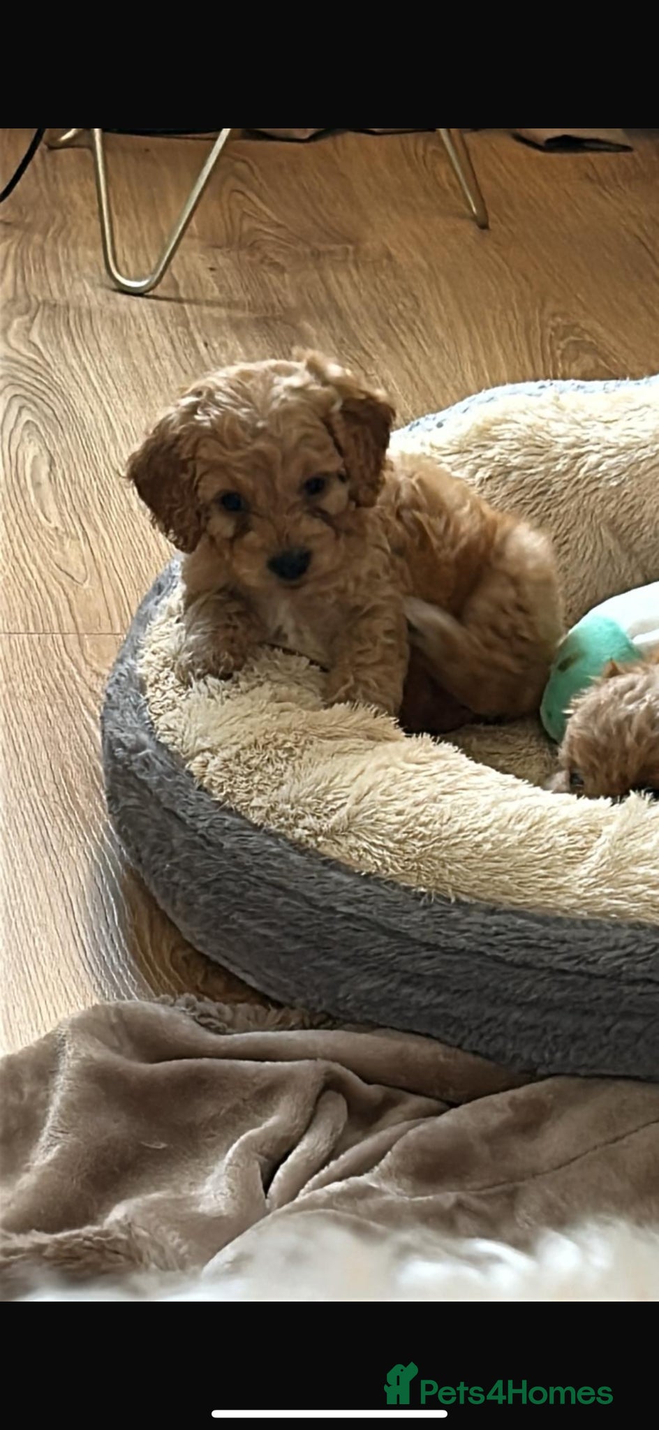 Cockapoo dogs for sale: Cockapoo puppies in Aberdeen - Advert 3