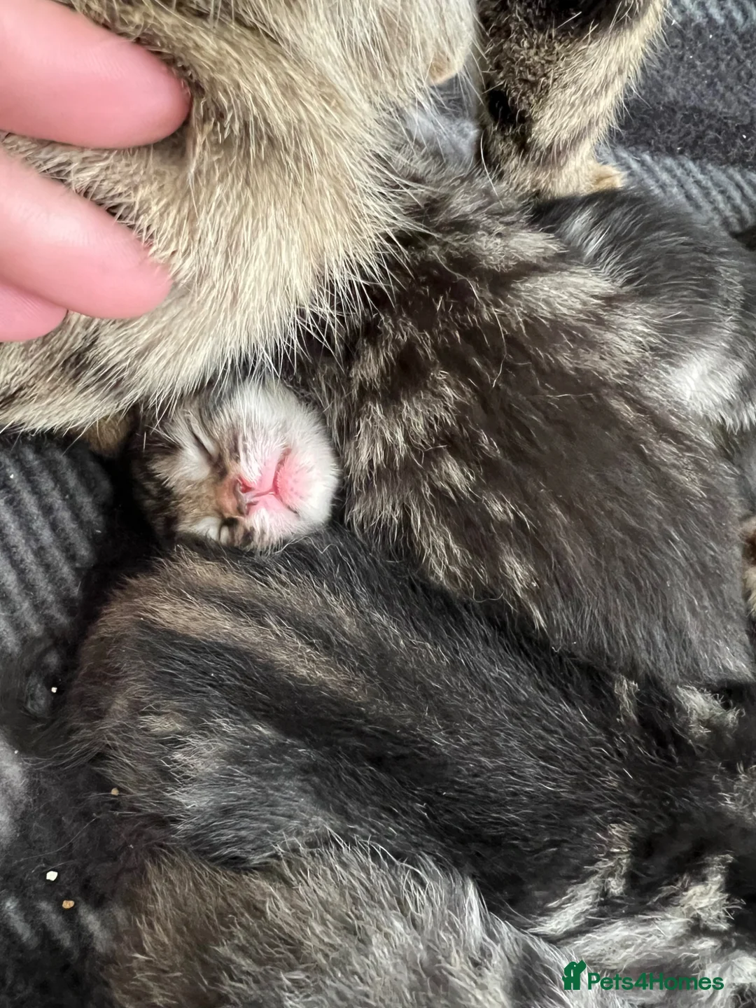 Mixed Breed cats for sale: Mixed Bengal Kittens  - Advert 11