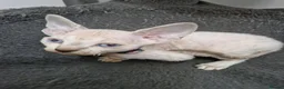 Sphynx cats for sale: Beautifull Tica sphynx kittens - Advert 24