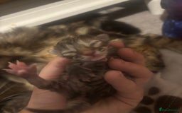 Ragdoll cats for sale: Long haired bts cross ragdoll kittens   - Image 4