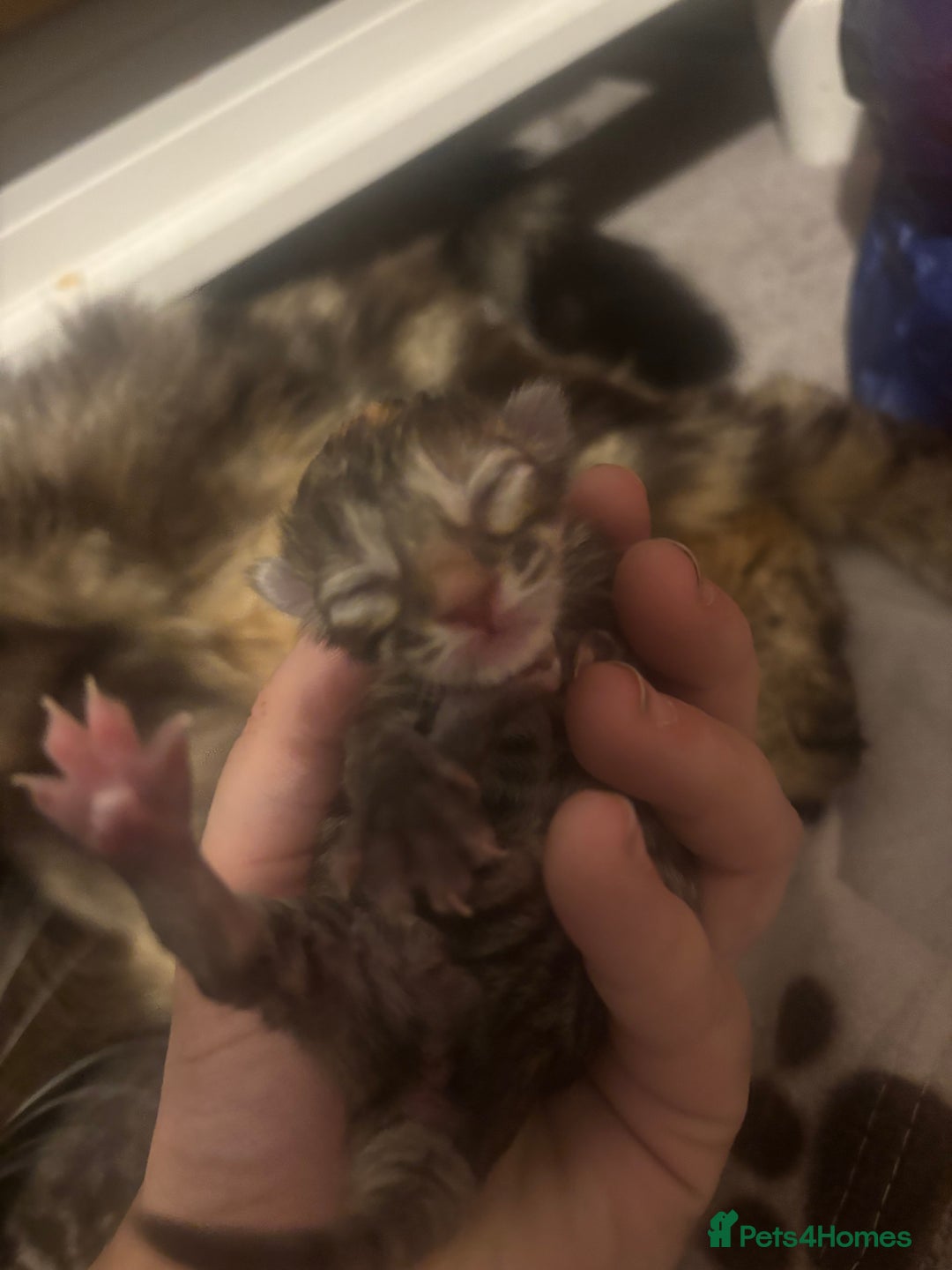 Ragdoll cats for sale: Long haired bts cross ragdoll kittens   - Image 4