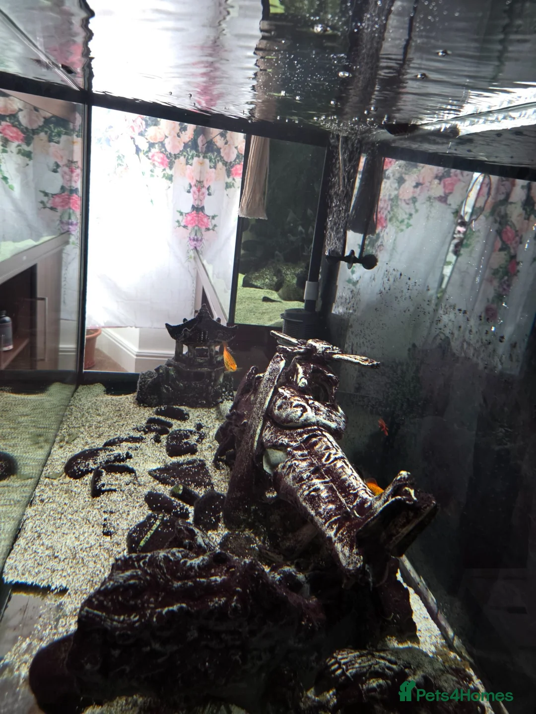 Plecos fish for sale: Pleco plus full set up tank in Birmingham - Advert 2