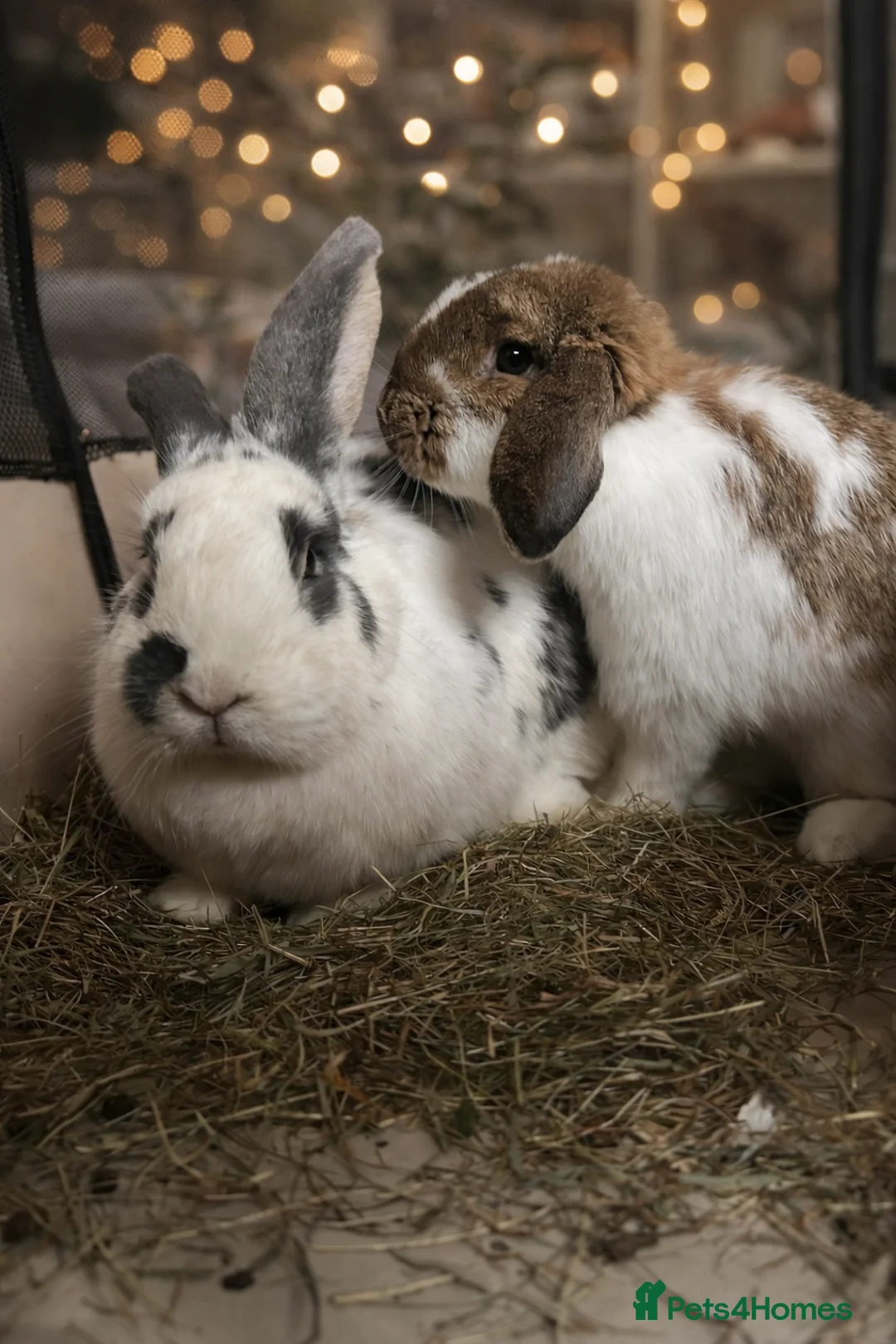 Mini Lop rabbits for sale: Mini Lop Male  - Advert 2