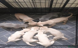 Mixed Breed dogs for sale: Bull cross suluki greyhound  - Image 1