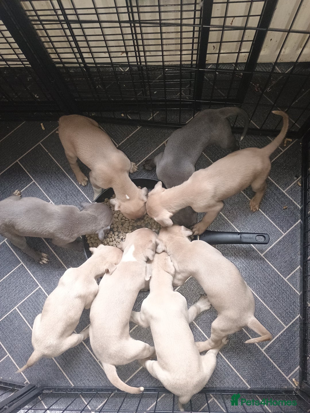 Mixed Breed dogs for sale: Bull cross suluki greyhound  - Image 1