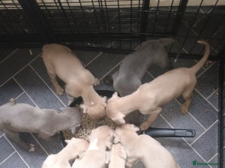 Mixed Breed dogs - Advert 23