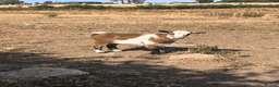 Goats livestock for sale: Female and wether pygmy goat kids for sale - Advert 7