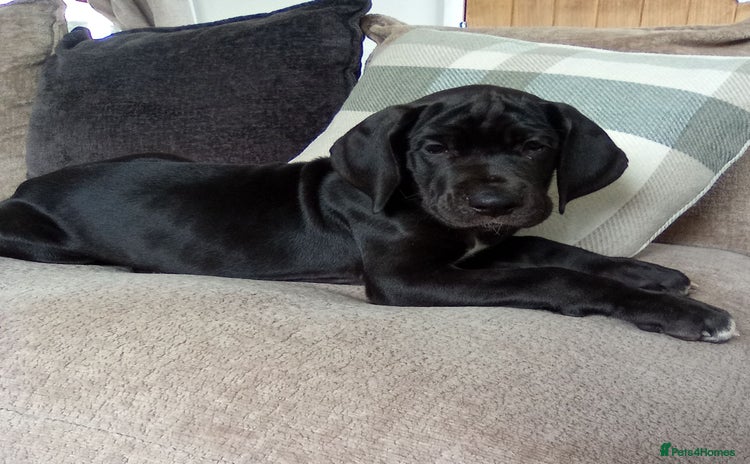 Great Dane dogs - Advert 1