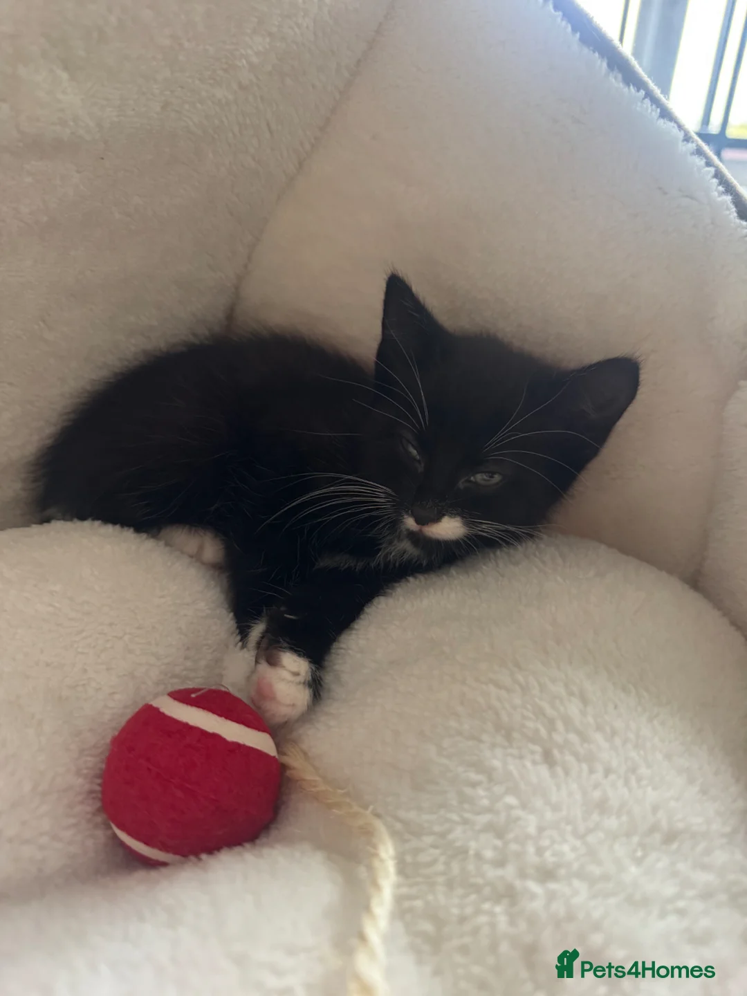 Mixed Breed cats for sale: Kittens available  - Advert 10