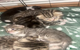 Mixed Breed cats for sale: Siamese cross kittens - Image 3