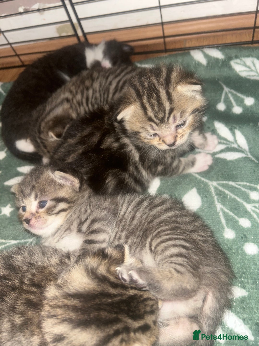 Mixed Breed cats for sale: Siamese cross kittens - Image 3