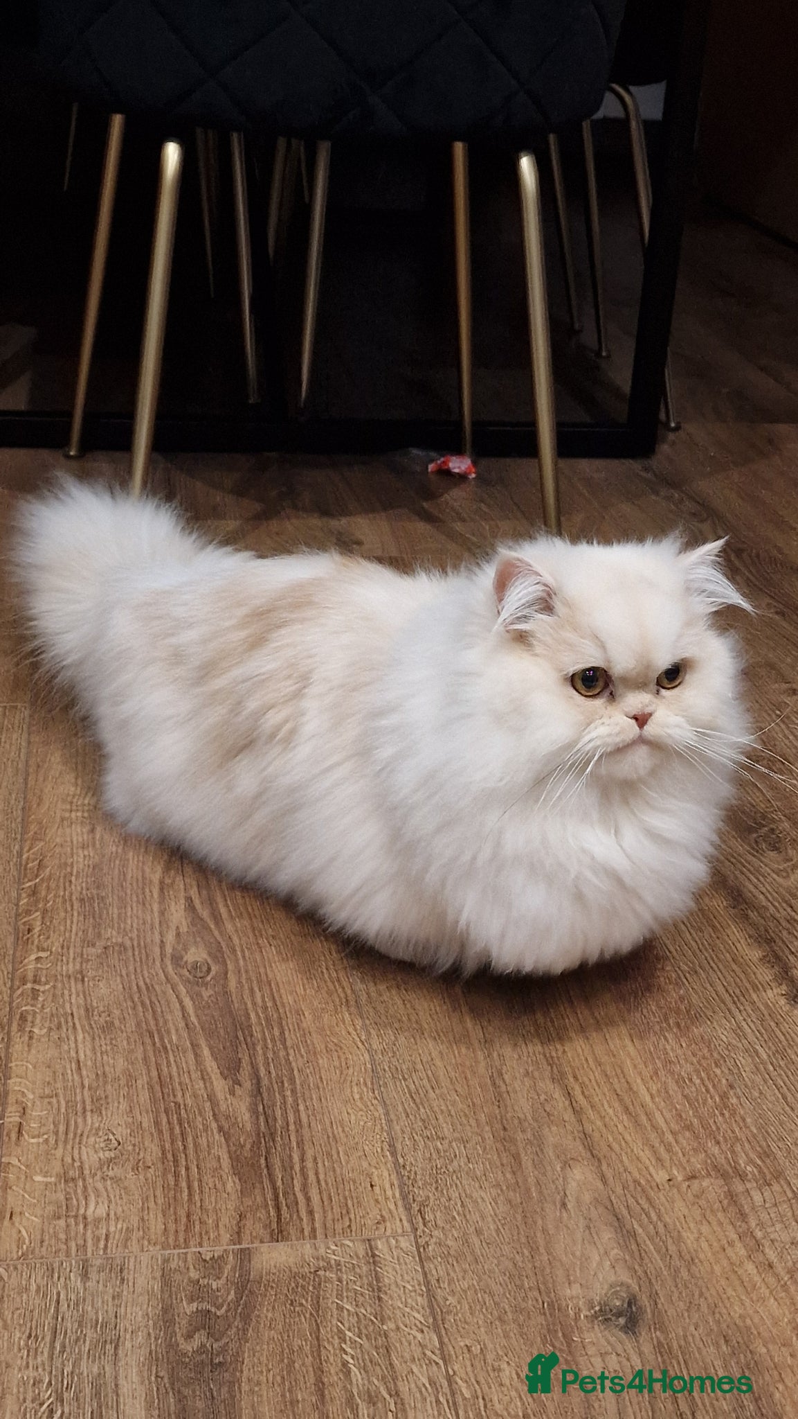 Munchkin cats Munchkin Persian Male Cat - Advert 2